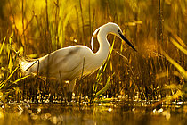Biosphoto | 2609034 | Grande aigrette (Egretta alba) dans l'eau, étang de Sologne, Loir-et-Cher, Centre-Val de Loire, France | &copy; Guy Van Langenhove / Biosphoto