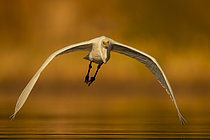 Biosphoto | 2609051 | Grande aigrette (Egretta alba) en vol, étang de Sologne, Loir-et-Cher, Centre-Val de Loire, France | &copy; Guy Van Langenhove / Biosphoto