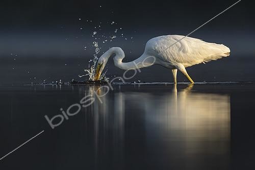 Biosphoto | 2609043 | Grande aigrette (Egretta alba) pêchant dans l'eau, étang de Sologne, Loir-et-Cher, Centre-Val de Loire, France | &copy; Guy Van Langenhove / Biosphoto