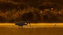 Biosphoto | 2609047 | Grande aigrette (Egretta alba) pêchant dans l'eau en contre-jour, étang de Sologne, Loir-et-Cher, Centre-Val de Loire, France | &copy; Guy Van Langenhove / Biosphoto