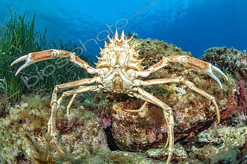 Biosphoto | 2621590 | Grande araignée de mer (Maja squinado), dans le Parc National de Port-Cros, Espèce protégée au niveau européen (inscrite aux annexes III des conventions de Berne et de Barcelone), espèce endémique de Méditerranée. | &copy; Mathieu Foulquié / Biosphoto
