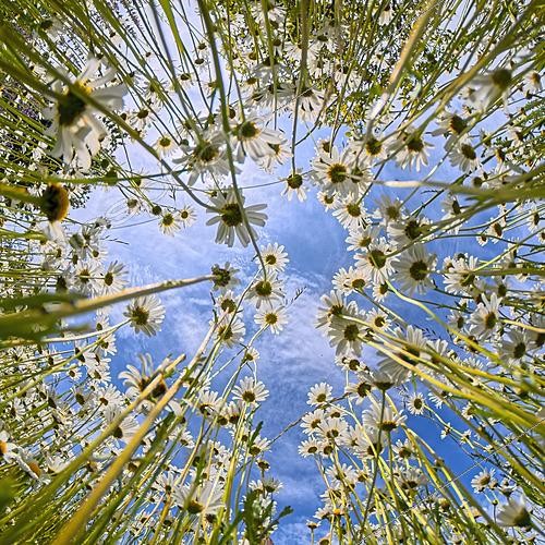 Biosphoto | 2628456 | Grande marguerite (Leucanthemum vulgare) avec un ciel bleu, Angleterre. | &copy; Frédéric Desmette / Biosphoto