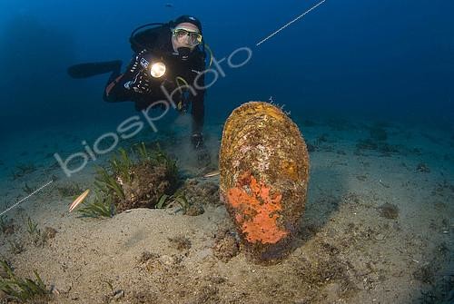 Biosphoto | 2419392 | Grande nacre (Pinna nobilis) et plongeur. Grande nacre (Pinna nobilis). Le plus grand bivalve de Méditerranée. Espèce protégée. St Nicolas. Monaco. Méditerranée. | &copy; Jean-Michel Mille / Biosphoto