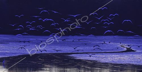 Biosphoto | 2492863 | Grandes aigrettes (Egretta alba) dans un étang pratiquement asséché, Parc naturel régional des Vosges du Nord, France | &copy; Michel Rauch / Biosphoto
