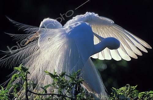 Biosphoto | 7612 | Grandes aigrettes en parade au nid Floride USA | &copy; Theo Allofs / Biosphoto