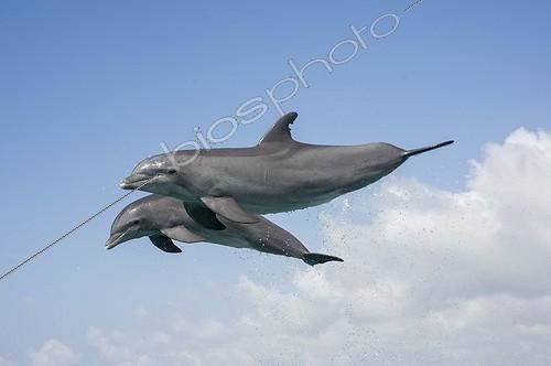 Biosphoto | 2068570 | Grands dauphins (Tursiops truncatus) saut, Bahamas | &copy; Myriam Dupuis / Biosphoto