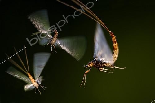 Biosphoto | 1624621 | Grands Ephémères en vol Alsace France | &copy; Bruno Mathieu / Biosphoto