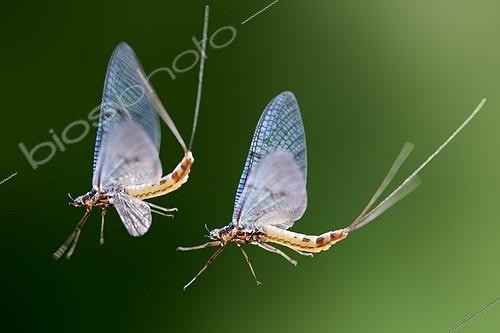 Biosphoto | 1806947 | Grands Ephémères en vol Alsace France | &copy; Bruno Mathieu / Biosphoto