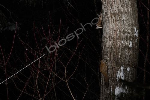 Biosphoto | 2580897 | Grands polatouches (Glaucomys sabrinus) sur le tronc d'un peuplier faux tremble, Région du Saguenay lac St Jean, Province du Québec, Canada | &copy; Fabrice Simon / Biosphoto