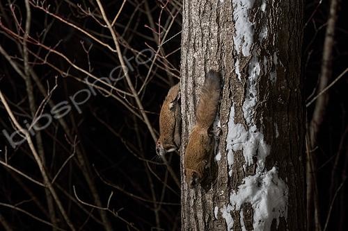 Biosphoto | 2580903 | Grands polatouches (Glaucomys sabrinus) sur un tronc, Région du Saguenay lac St Jean, Province du Québec, Canada | &copy; Fabrice Simon / Biosphoto
