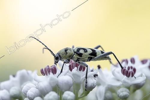 Biosphoto | 2526387 | Grape wood borer (Chlorophorus varius) on Dwarf elder (Sambucus ebulus) flowers, Vaucluse, France | &copy; Marie Aymerez / Biosphoto