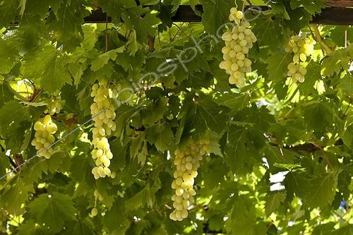 Biosphoto | 1142464 | Grapes 'Centennial seedless' under tonella Provence France | &copy; Michel Gunther / Biosphoto