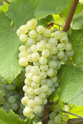 Biosphoto | 2076956 | Grapes 'Pinot Blanc' | &copy; Frédéric Tournay / Biosphoto