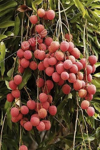 Biosphoto | 109564 | Grappe de Litchis sur l'arbre Nouvelle Calédonie | &copy; Michel Gunther / Biosphoto