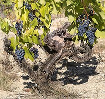Biosphoto | 2408880 | Grappes de raisin sur cep, Muscat de Beaumes-de-Venise, vieilles vignes, Vaucluse, Provence, France | &copy; Michel Rauch / Biosphoto