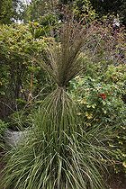 Biosphoto | 1249941 | Grass attached in an organic garden | &copy; NouN / Biosphoto