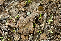 Biosphoto | 116354 | Grass frog hidden on a carpet of sheets Bulgaria | &copy; Michel Gunther / Biosphoto