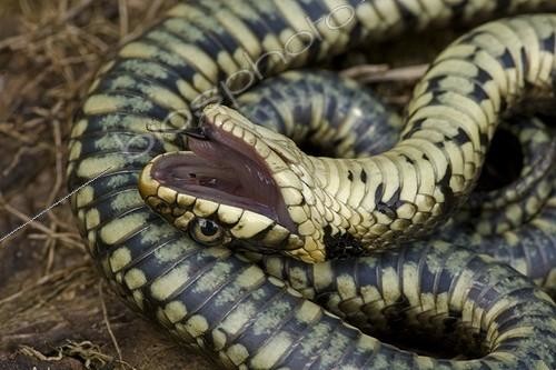 Biosphoto | 1293182 | Grass Snake feigning death in defense posture | &copy; John Cancalosi / Biosphoto