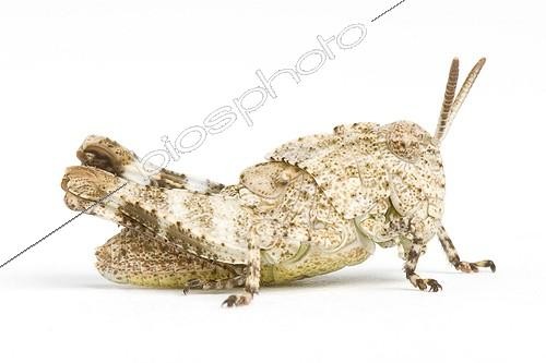 Biosphoto | 1363291 | Grasshopper | &copy; Michel Gunther / Biosphoto