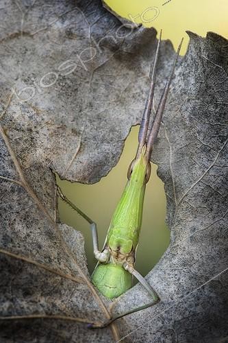Biosphoto | 2057244 | Grasshopper (Acrida ungarica) facing out from an hole in a leaf | &copy; Alberto Ghizzi Panizza / Biosphoto