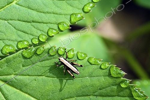 Biosphoto | 379686 | Grasshopper on a leaf borded with dew drops France | &copy; Jean-Philippe Delobelle / Biosphoto