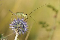 Biosphoto | 1252516 | Grasshopper on Thistle flower France | &copy; Thierry Van Baelinghem / Biosphoto