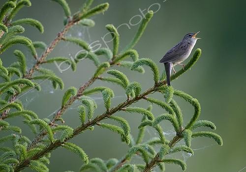 Biosphoto | 1946914 | Grasshopper Warbler singing - Finland | &copy; Markus Varesvuo / Biosphoto