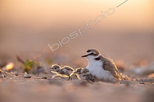 Biosphoto | 2576979 | Gravelot à collier interrompu (Charadrius alexandrinus) - Scène de vie des adultes avec leurs poussins sur une plage du Calvados en Normandie | &copy; Michael Adam / Biosphoto