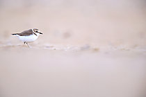 Biosphoto | 2621525 | Gravelot à collier interrompus (Charadrius alexandrinus) femelle sur une plage du débarquement dans le Calvados, Normandie, France | &copy; Christophe Perelle / Biosphoto
