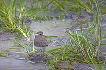 Biosphoto | 2601768 | Gravelot à triple collier (Charadrius tricollaris), Namibie, Afrique | &copy; Alain Roux / Biosphoto