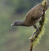 Biosphoto | 2518748 | Gray-headed Chachalaca (Ortalis cinereiceps), Chiriquí, Panama | &copy; Ignacio Yufera / Biosphoto