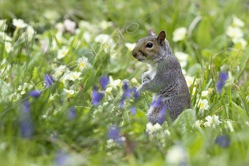 Biosphoto | 2122946 | Gray squirrel (Sciurus carolinensis) Grey squirrel amongst floqers, England , Spring | &copy; Frédéric Desmette / Biosphoto