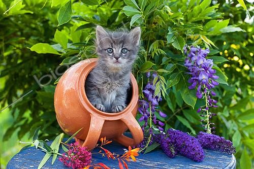 Biosphoto | 2439230 | Gray tabby kitten coming out of orange tipped pot on blue table by wisteria in garden | &copy; Hélène & Jean-Michel Sotto / Biosphoto