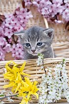 Biosphoto | 1254270 | Gray tabby kitten in a basket and flowers of spring | &copy; Bruno Mathieu / Biosphoto