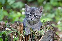 Biosphoto | 1254264 | Gray tabby kitten in a strain France | &copy; Bruno Mathieu / Biosphoto
