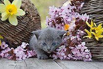 Biosphoto | 1254275 | Gray tabby kitten in front baskets and flowers of spring | &copy; Bruno Mathieu / Biosphoto