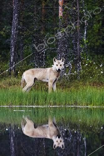 Biosphoto | 1830134 | Gray Wolf beside water Finland | &copy; Niko Pekonen / Biosphoto