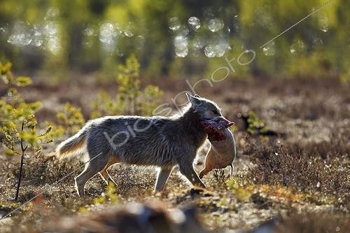 Biosphoto | 1830138 | Gray wolf carrying prey in taiga Finland  | &copy; Niko Pekonen / Biosphoto