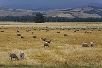 Biosphoto | 1523992 | Grazing sheep (Ovis orientalis Aries) in a golden field, Mouse Point, South Island, New Zealand | &copy; Nils Kramer / imageBROKER / Biosphoto