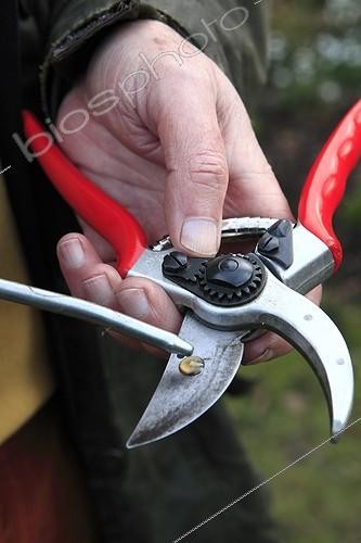 Biosphoto | 1206521 | Greasing of a clipper in a garden | &copy; Gilles Le Scanff & Joëlle-Caroline Mayer / Biosphoto