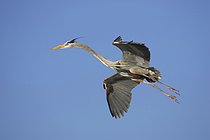 Biosphoto | 2608782 | Great Blue Heron (Ardea herodias) adult, in flight, landing, Venice Rookery, utricularia ochroleuca (U.) (U.) S. A | &copy; FLPA / Bill Coster / imageBROKER / Biosphoto