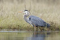Biosphoto | 2608776 | Great Blue Heron (Ardea herodias), British Columbia, Canada | &copy; BIA / imageBROKER / Biosphoto