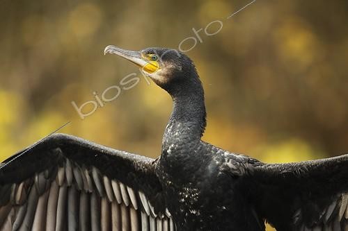 Biosphoto | 1997746 | Great Cormorant drying in autumn - Offendorf France | &copy; Christophe Ravier / Biosphoto