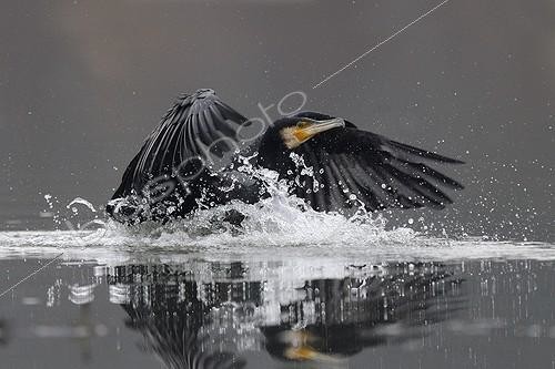Biosphoto | 893900 | Great Cormorant landing on water Val d'Allier NR France | &copy; Fabrice Cahez / Biosphoto