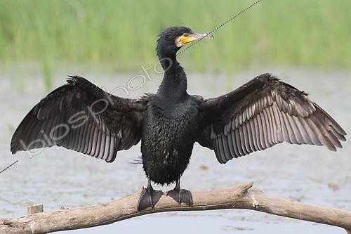 Biosphoto | 2409275 | Great Cormorant (Phalacrocorax carbo) adult non-breeding drying wings spread on a branch in a pond, June, South Finistère, France | &copy; Jean Mayet / Biosphoto