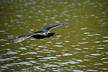 Biosphoto | 2621667 | Great cormorant (Phalacrocorax carbo) flying over the water, Loire-Atlantique, France. | &copy; Guy Piton / Biosphoto