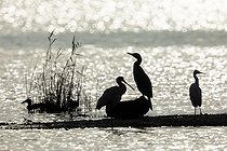 Biosphoto | 2601849 | Great cormorant (Phalacrocorax carbo), Little egret (Egretta garzetta) , Northern Shoveler (Anas clypeata) and Eurasian spoonbill (Platalea leucorodia) against the light in the Curnic pond, Brittany, France | &copy; Benoît Personnaz / Biosphoto