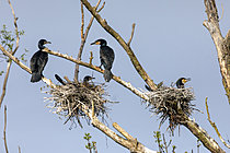 Biosphoto | 2622153 | Great cormorant (Phalacrocorax carbo) two adults perched and two incubating on a dead tree in spring, along the Meurthe near Bouxières, Lorraine, France. | &copy; André Simon / Biosphoto