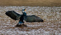 Biosphoto | 2578370 | Great Cormorant (Phalacrocorrax carbo) drying its wings, Vosges du Nord Regional Nature Park, France | &copy; Michel Rauch / Biosphoto