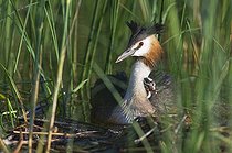 Biosphoto | 1240197 | Great Crested Grebe and a young lake Jura France | &copy; Michel Loup / Biosphoto